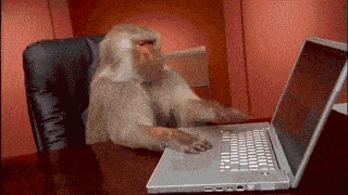 Animated GIF of a monkey frantically typing on a laptop